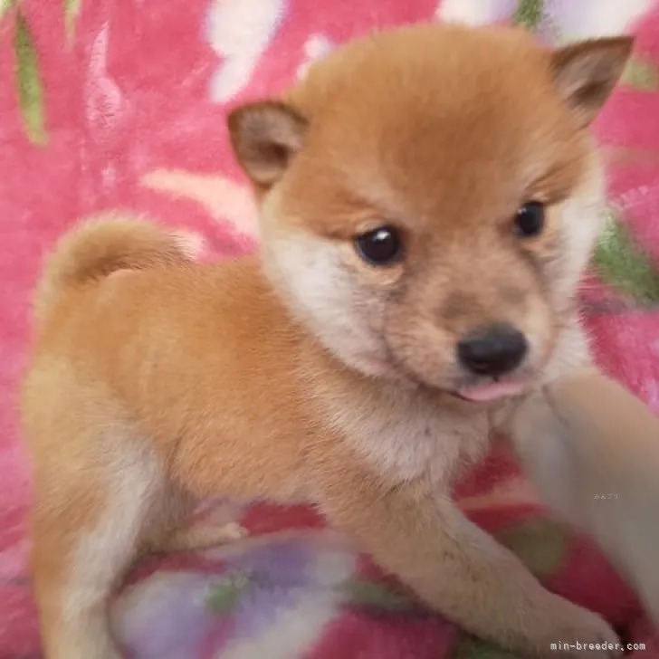 ID：2311-03408の子犬