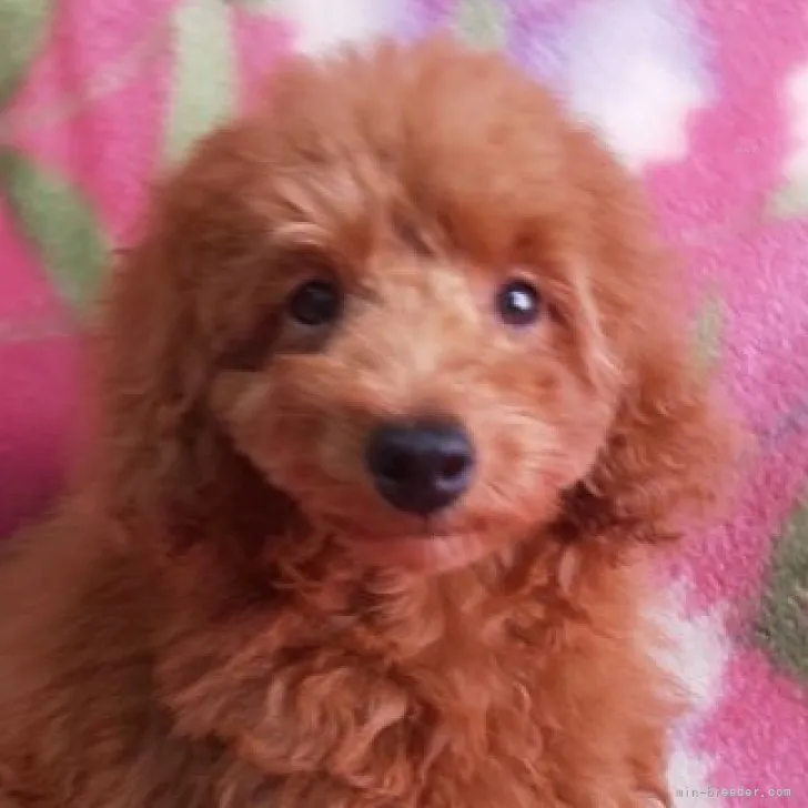 ID：2308-06711の子犬