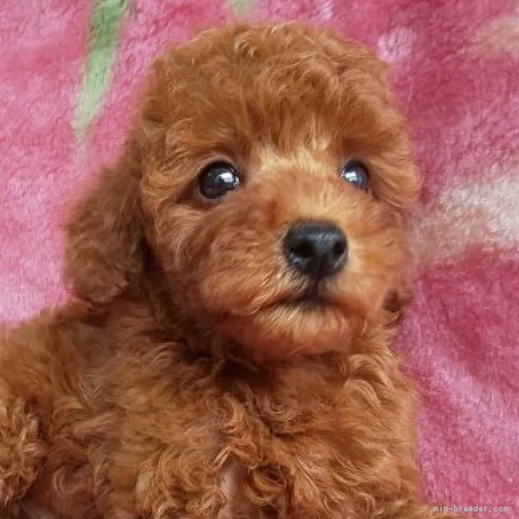 ID：2308-03542の子犬