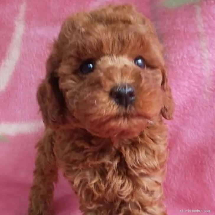 ID：2307-05600の子犬