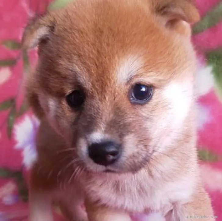 ID：2309-02946の子犬