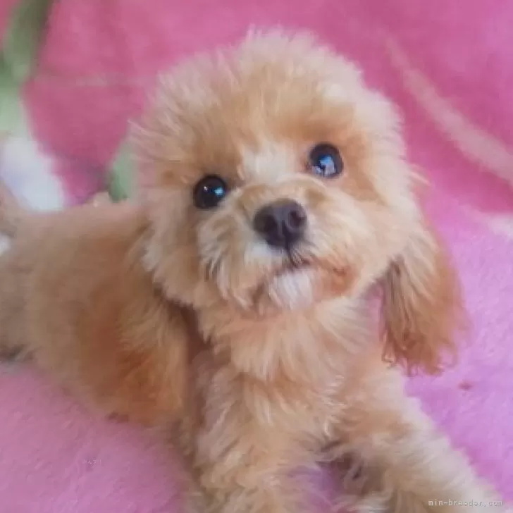 ID:2309-00772の子犬
