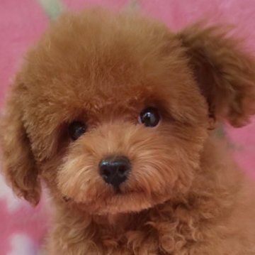 トイプードル(タイニー)【岩手県・男の子・2024年7月7日・レッド】の写真「かわいいの天才！9/15現在800g」