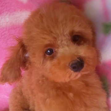 トイプードル(トイ)【岩手県・男の子・2024年6月1日・レッド】の写真「デカかわいい！ 8/13 1.4kg」