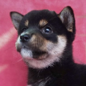 柴犬(豆柴)【岩手県・男の子・2023年12月25日・黒】の写真「性格明るいよしお君 5/18 2.5kｇ」