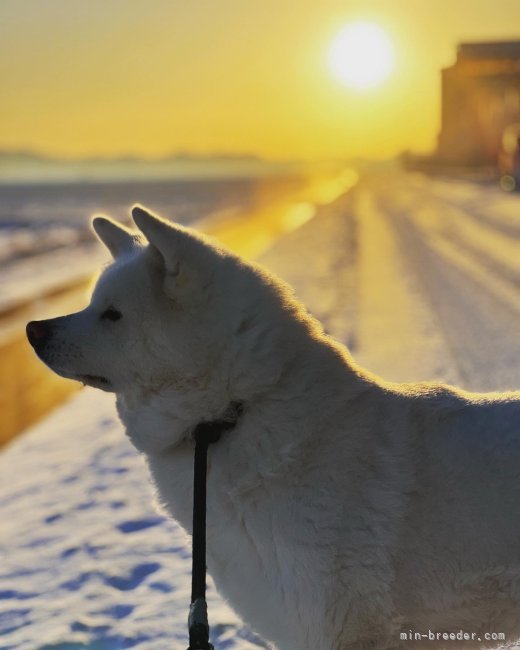 冬の朝の散歩｜佐藤　昌樹(さとう　まさき)ブリーダー(宮城県・秋田犬・秋田犬保存会登録)の紹介写真6