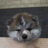 秋田犬【宮城県・男の子・2025年2月5日・虎毛】の写真1「箱入り息子です（笑）」