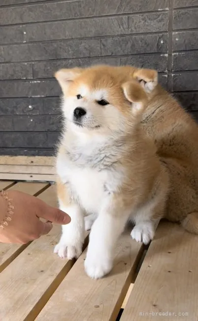 いのは 様のお迎えした子犬