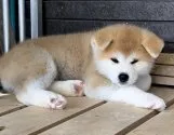 秋田犬【宮城県・女の子・2022年2月22日・赤】の写真1「4/23撮影」
