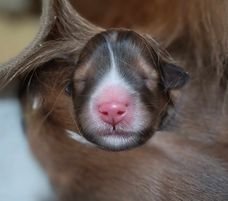 御田千鶴江ブリーダーのブログ：出産しました