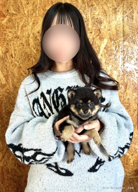 山口千尋ブリーダーのブログ：チワ柴の女の子お引き渡し！！