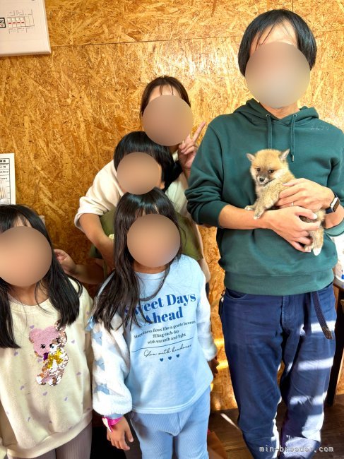 山口千尋ブリーダーのブログ：ポメ柴の男の子お引き渡し！！