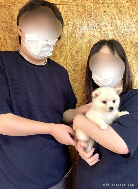 山口千尋ブリーダーのブログ：ポメ柴の女の子お引き渡し！！