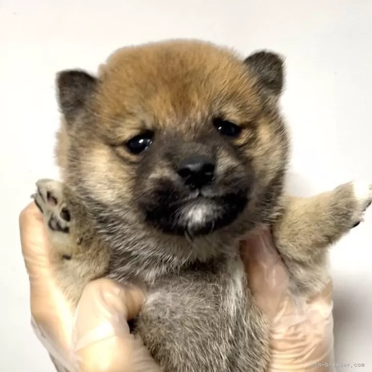 ID:2412-04105の子犬
