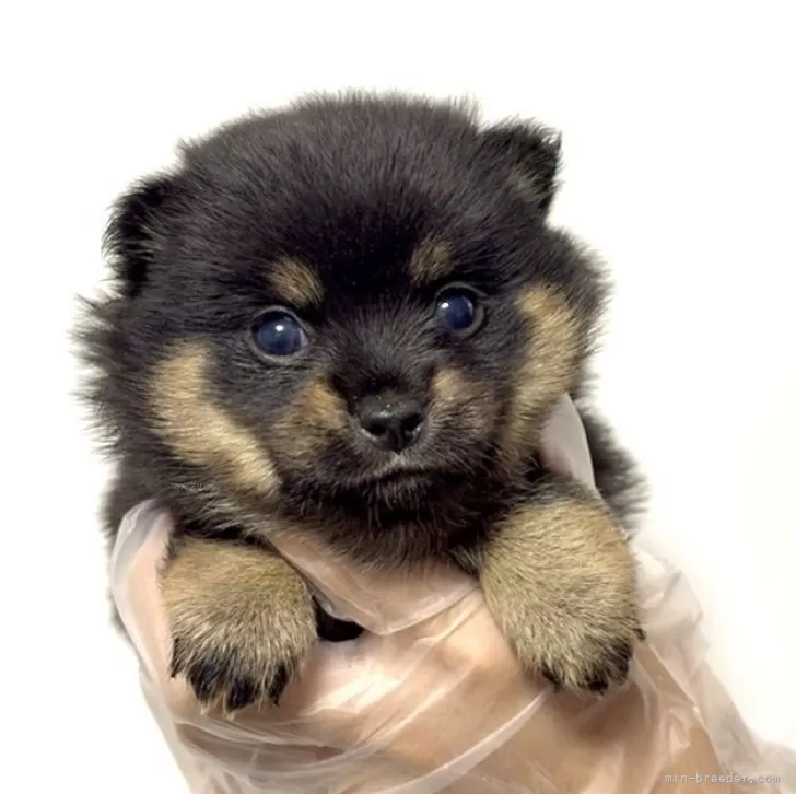 S.E 様のお迎えした子犬