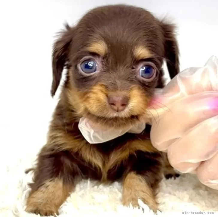 ID：2510-05530の子犬