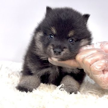 ポメ柴(ポメラニアン×柴犬)【茨城県・女の子・2025年10月3日・ブラックタン】の写真「これからどんどん可愛いくなってきます！！」