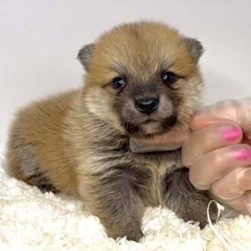 ポメ柴(ポメラニアン×柴犬)【茨城県・女の子・2025年9月9日・赤】の写真「これからどんどん可愛いくなってきます！！」