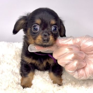 チワックス(チワワ×ダックスフンド)【茨城県・男の子・2025年9月12日・ブラックタン】の写真「まん丸の目が可愛い男の子‼️🐶✨」