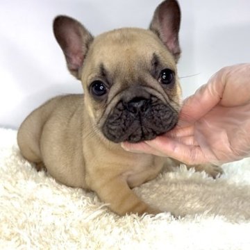 フレンチブルドッグ【茨城県・男の子・2025年10月6日・フォーン】の写真「今後の成長がとても楽しみな男の子🔥」