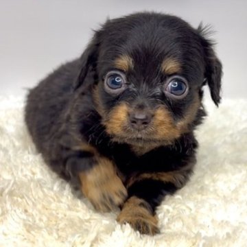 チワックス(チワワ×ダックスフンド)【茨城県・男の子・2025年9月12日・ブラックタン】の写真「紫リボンの男の子！！🐶🌟」