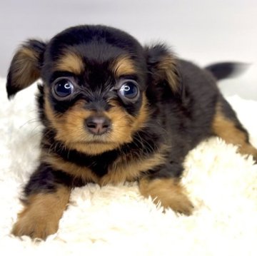 チワックス(チワワ×ダックスフンド)【茨城県・女の子・2025年9月12日・ブラックタン】の写真「期間限定の超特別価格‼️🐶🌟」