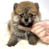 ポメ柴(ポメラニアン×柴犬)