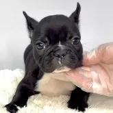 フレンチブルドッグ