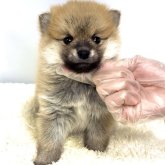 ポメ柴(ポメラニアン×柴犬)