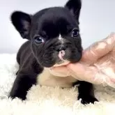 フレンチブルドッグ
