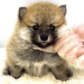 ポメ柴(ポメラニアン×柴犬)