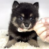 ポメ柴(ポメラニアン×柴犬)