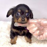 チワックス(チワワ×ダックスフンド)