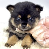 ミックス(チワワ×柴犬)