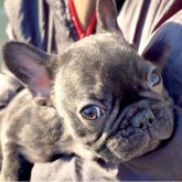フレンチブルドッグ