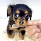 チワックス(チワワ×ダックスフンド)