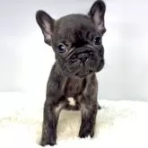 フレンチブルドッグ