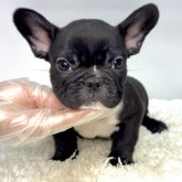 フレンチブルドッグ