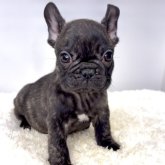 フレンチブルドッグ