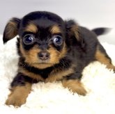 チワックス(チワワ×ダックスフンド)