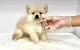 ポメ柴(ポメラニアン×柴犬)【茨城県・女の子・2025年8月13日・クリーム】の写真2