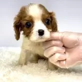 キャバリア【茨城県・男の子・2025年3月21日・ブレンハイム】の写真2