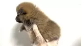 ポメ柴(ポメラニアン×柴犬)【茨城県・男の子・2025年6月21日・赤】の写真2