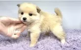 ポメ柴(ポメラニアン×柴犬)【茨城県・女の子・2025年4月25日・クリーム】の写真2