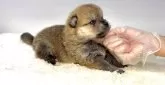 ポメ柴(ポメラニアン×柴犬)【茨城県・男の子・2025年9月9日・赤】の写真3