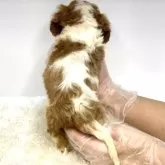 キャバリア【茨城県・男の子・2025年3月21日・ブレンハイム】の写真3