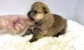 ポメ柴(ポメラニアン×柴犬)【茨城県・男の子・2025年9月9日・赤】の写真5