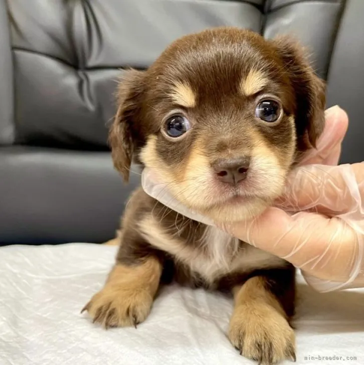 ID：2306-05541の子犬