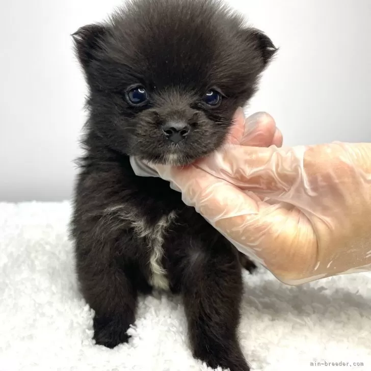 ID：2407-06196の子犬