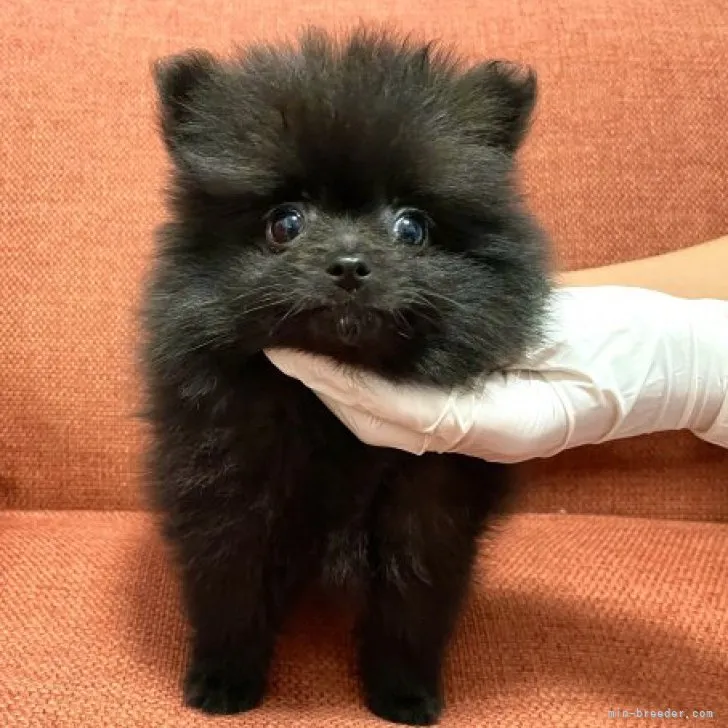ID:2308-02869の子犬